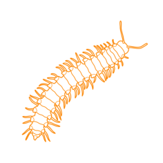 Animals Myriapods Yellow Spotted Millipede Vinyl Svg File, Free Vectors File